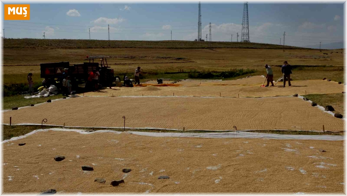 Hasadı yapılan buğdayın tarladan değirmene yolculuğu