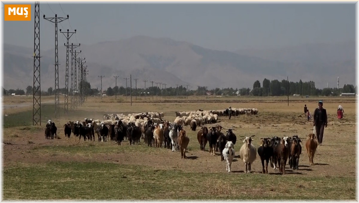 Hasat döneminin tamamlanmasıyla yaylacılar ovaya döndü