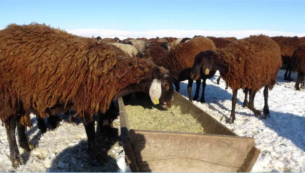Hasköy'de besicilerin zorlu mesaisi başladı