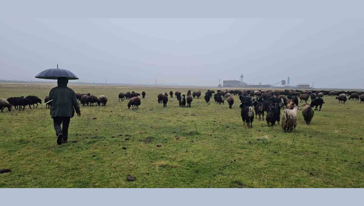 Hasköy'de sıcaklığın mevsim normalleri üzerinde olması besicileri sevindirdi