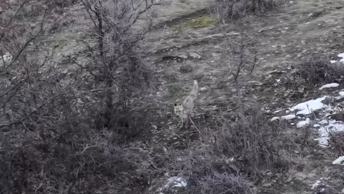 Hasköy'de tilkilerin dron ile imtihanı