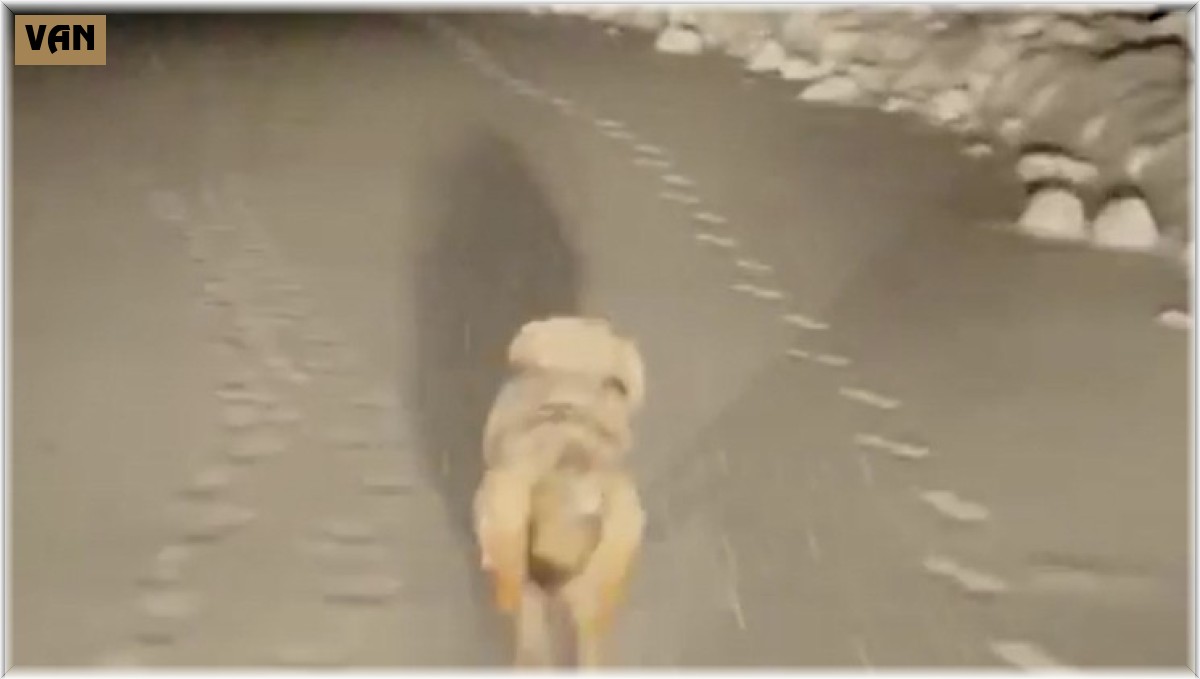 Hasta almaya giden ekiplere kurt eşlik etti