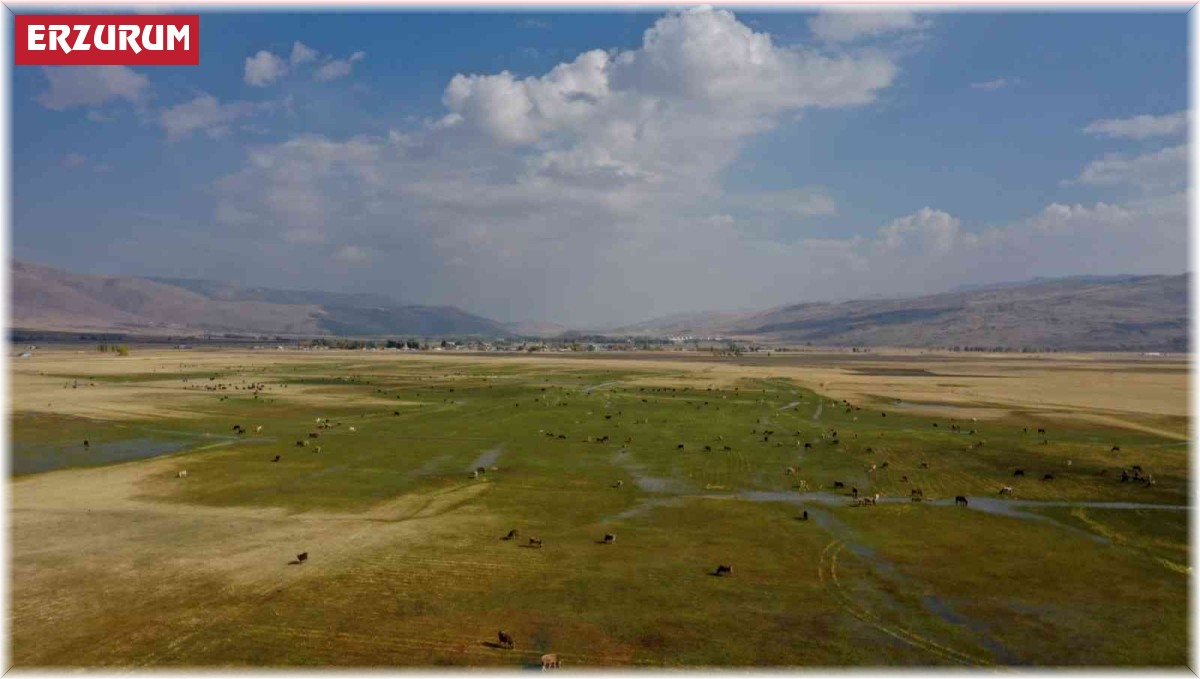 Havadan görüntülenen meralar ve beslenen hayvanlar eşsiz görüntüler ortaya çıkarttı
