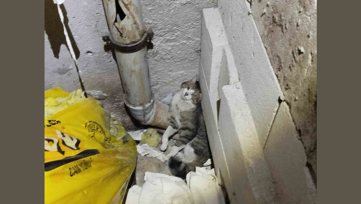 Havalandırma boşluğunda sıkışan kedi kurtarıldı