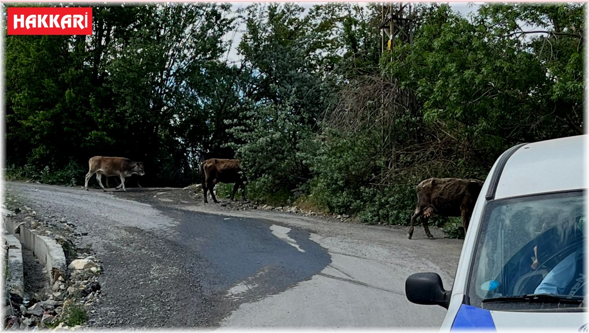 Havalar ısındı, başıboş inekler kent merkezine salındı
