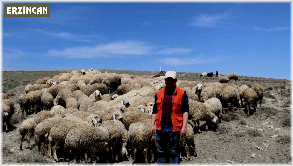 Havalar ısındı, koyunlar meraya çıkmaya başladı