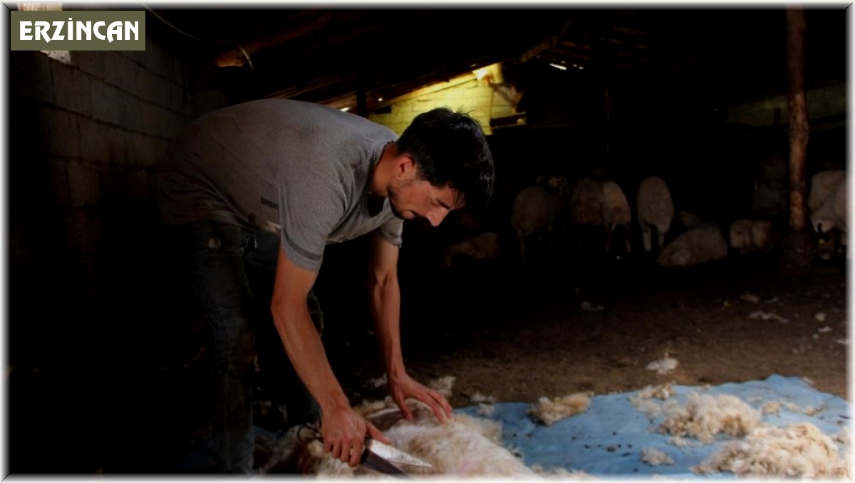 Havaların ısınmasıyla koyun kırkma mesaisi başladı