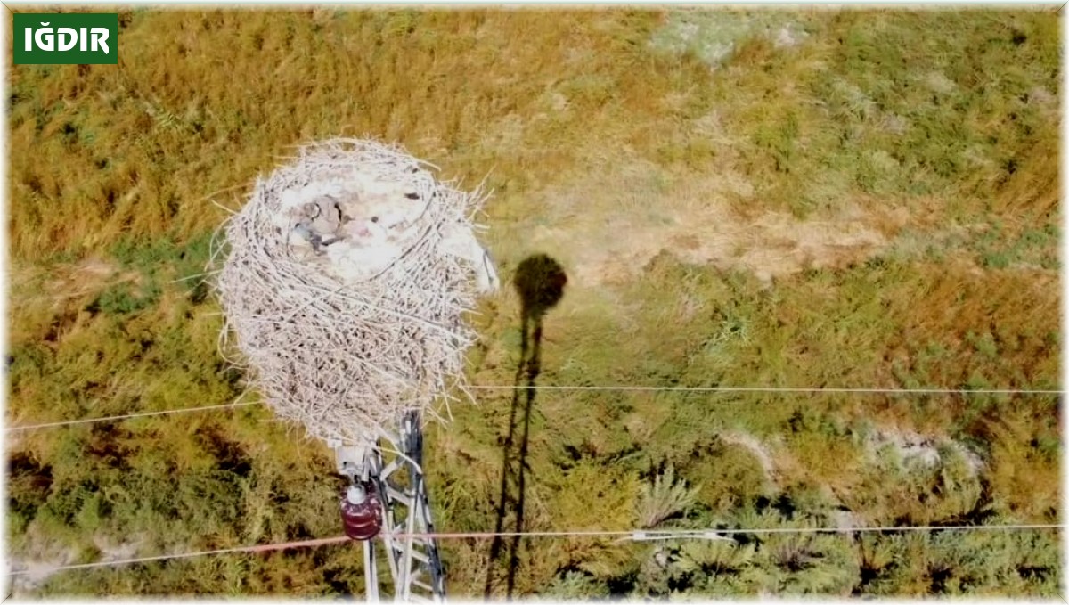 Havaların soğuması ile göçe başlayan leyleklerin yuvası boş kaldı