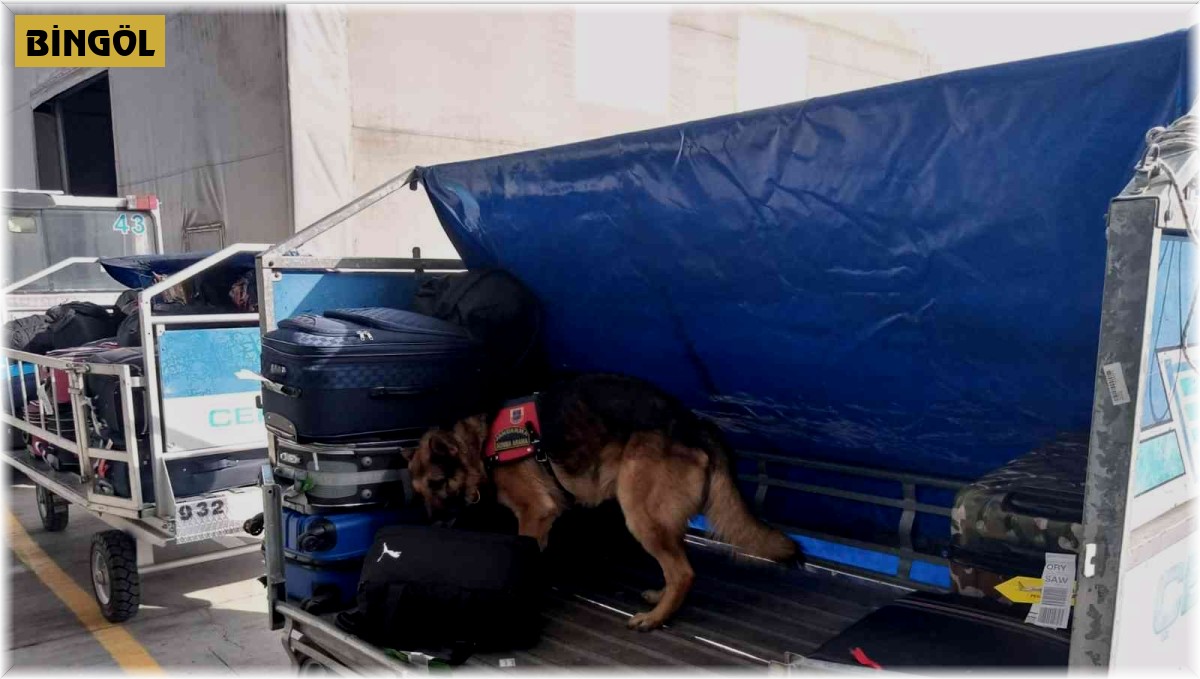 Havalimanındaki şüpheli çantaları "Haylaz" ve "Ilık" kontrol ediyor