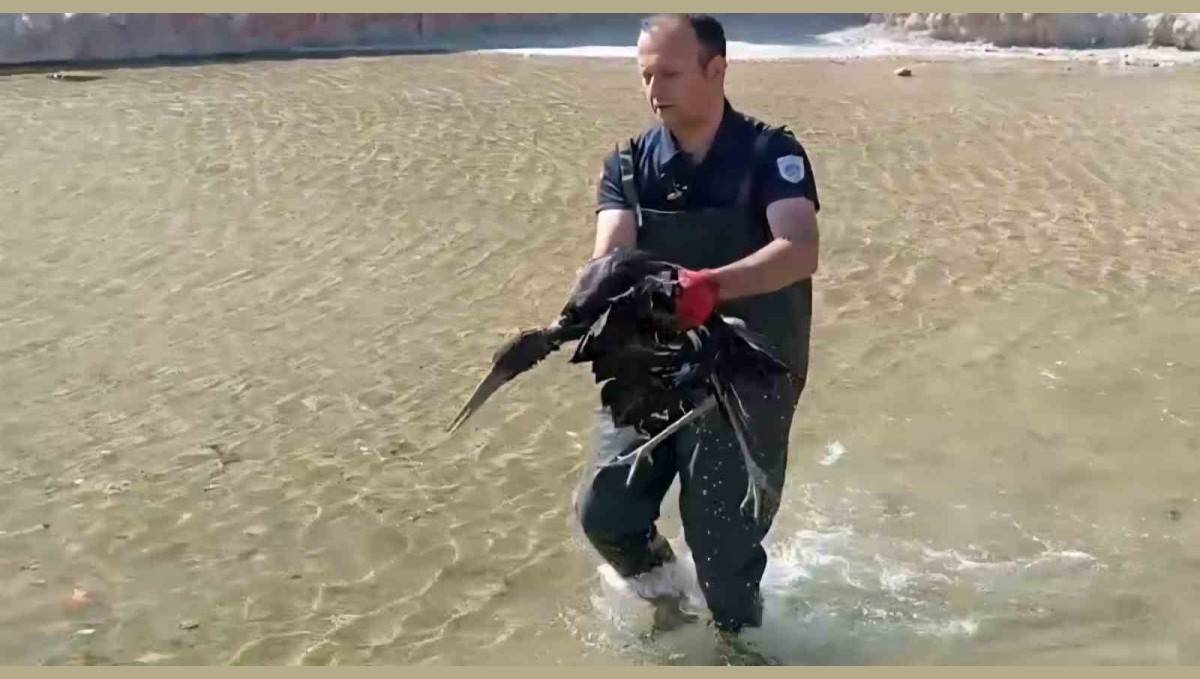 Havuza düşen yaralı leylek koruma altına alındı