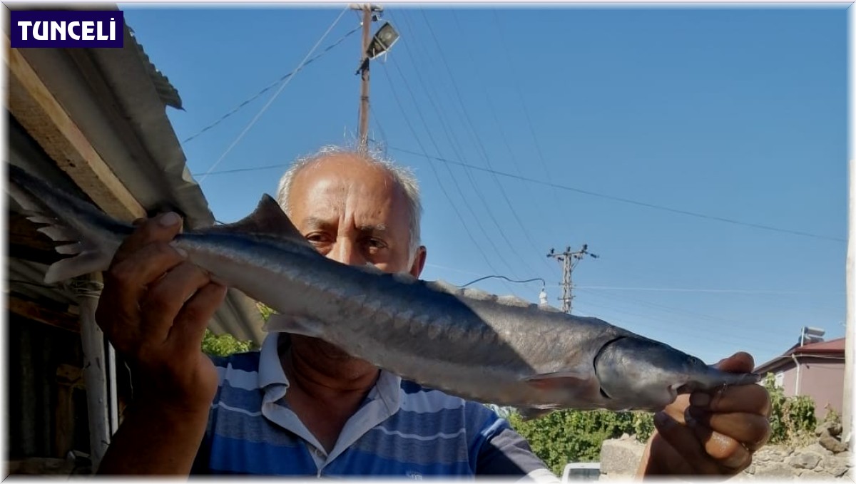 Havyarı 2 milyon liraya kadar çıkan balık, büyüklüğü ile şaşırttı