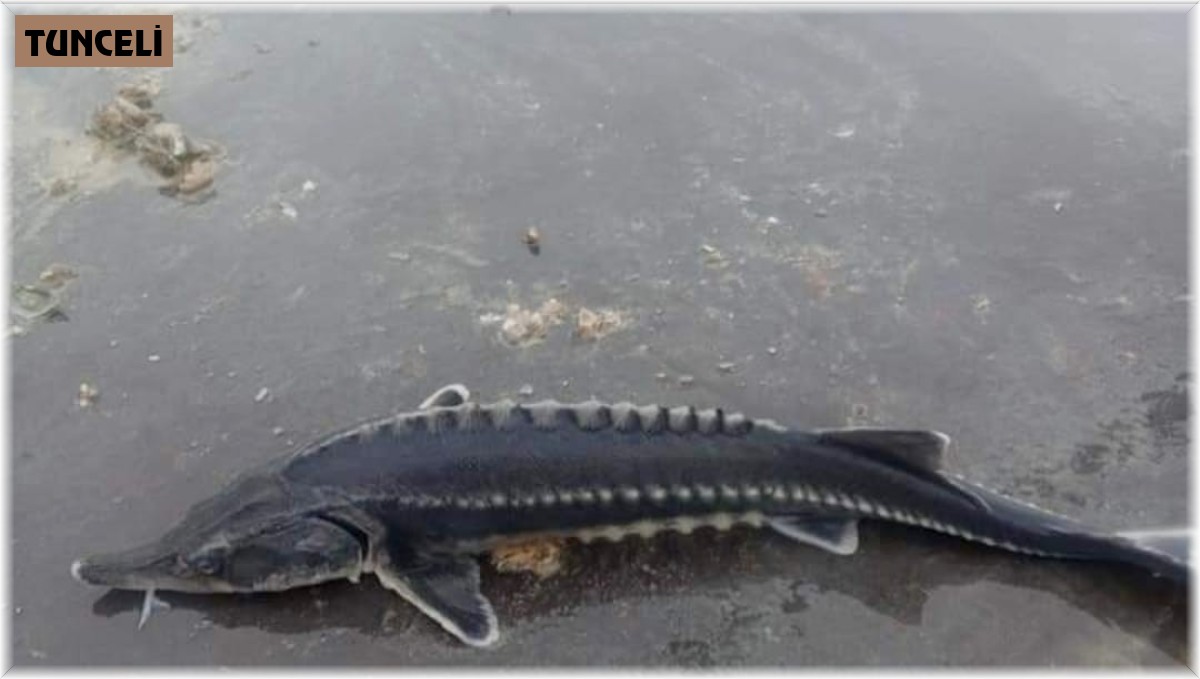 Havyarı 2 milyon liraya kadar çıkan balık Keban'da bir kez daha görüldü