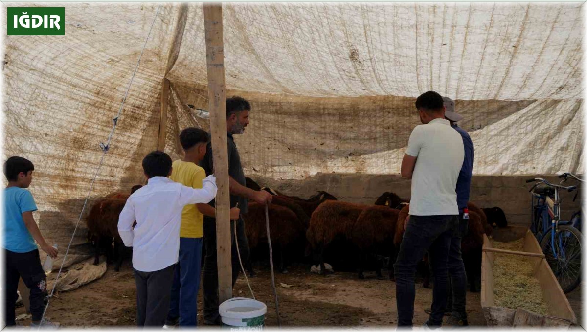 Hayvan pazarı çarşıya taşındı: Sıkı pazarlıklar başladı