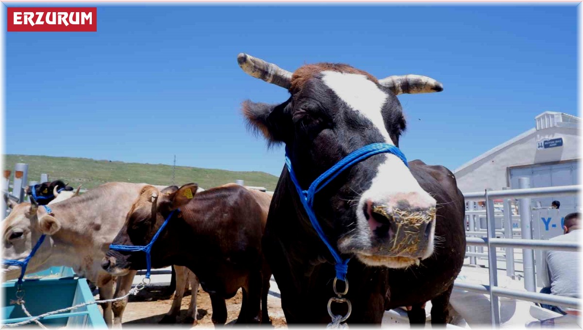 Hayvan pazarında hareketlilik