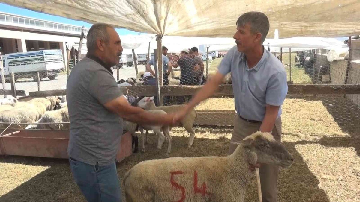 Hayvan pazarında kurban hareketliliği başladı