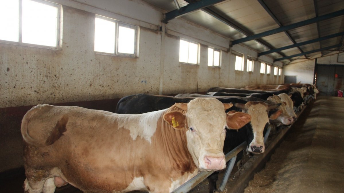 Hayvan pazarının gözdesi tonluk boğalar