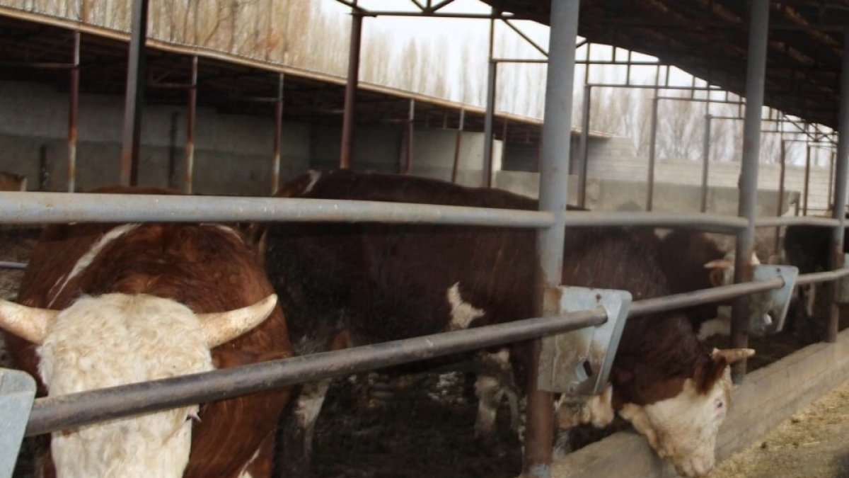 Hayvan tespit ve aşılama çalışmaları devam ediyor