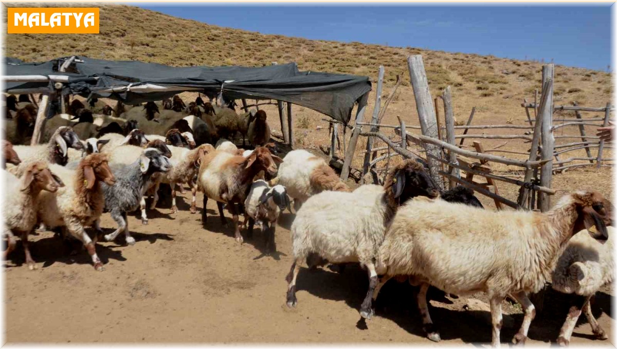 Hayvan yetiştiricilerinin 'aracı' tepkisi