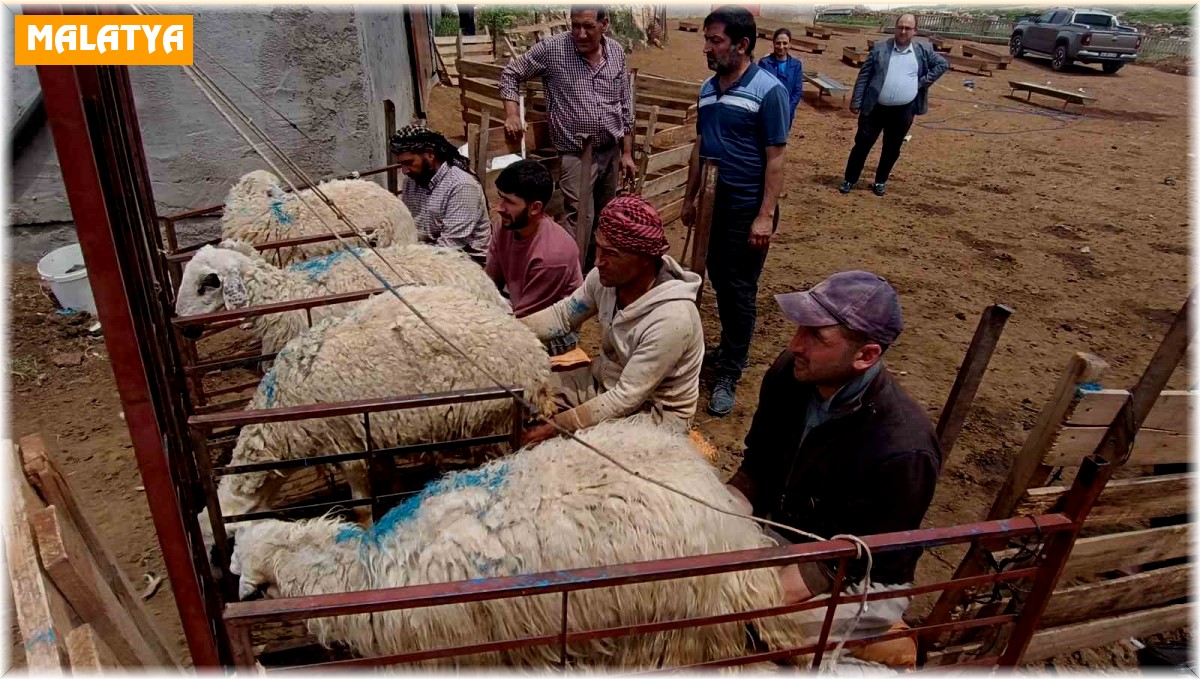 Hayvan yetiştiricilerinin zorlu mesaisi