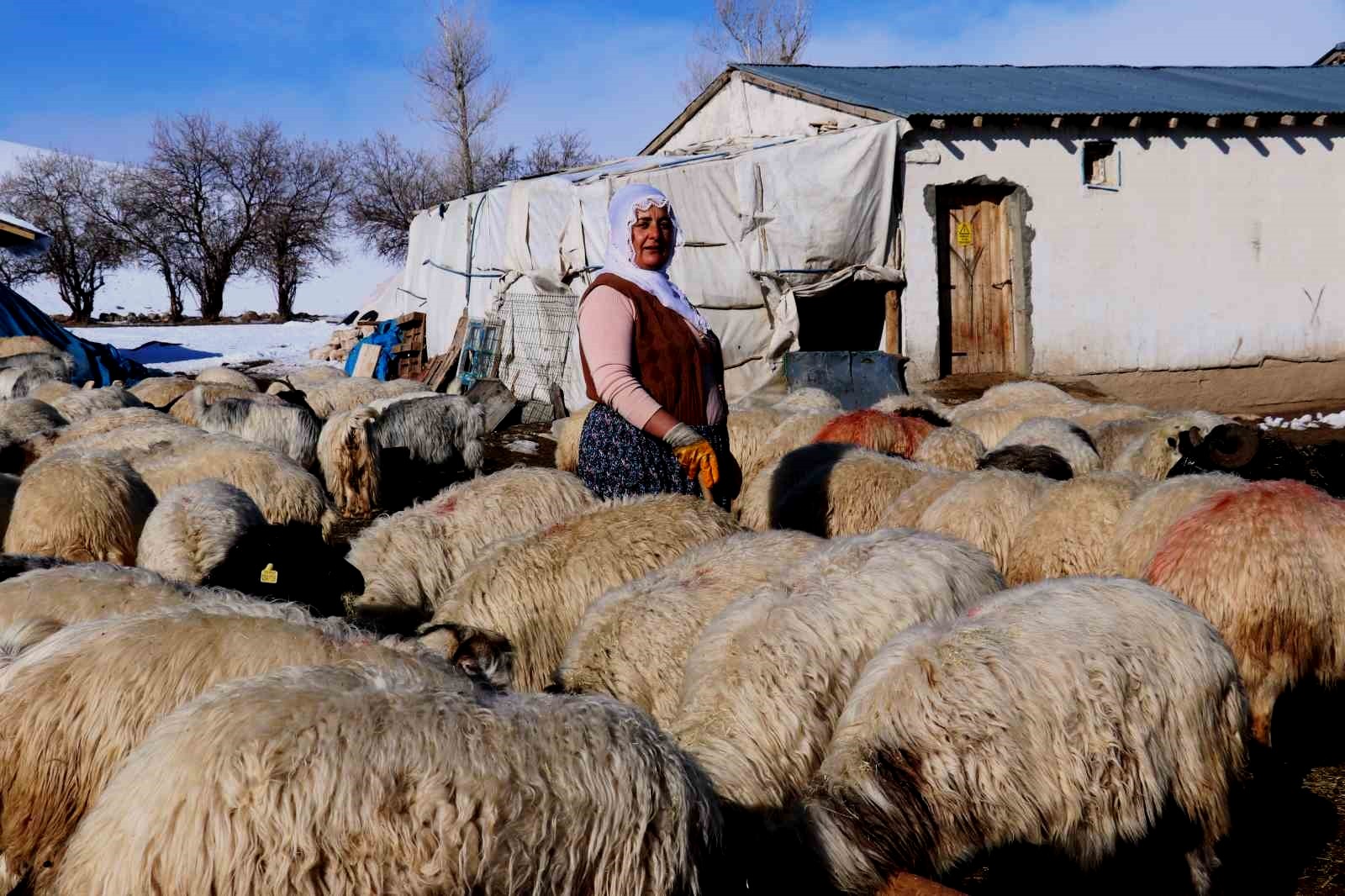 Hayvancılığa kadın eli değdi