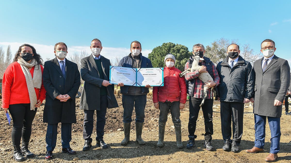 Hayvancılık bilgisiyle sosyal medyada gündem olan Havranlı Şevki Savran'ın koyunları sigortalandı