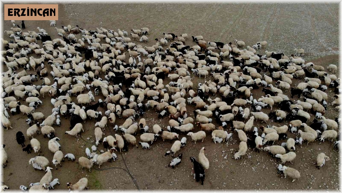 Hayvancılık desteklemeleri ödemeleri başladı