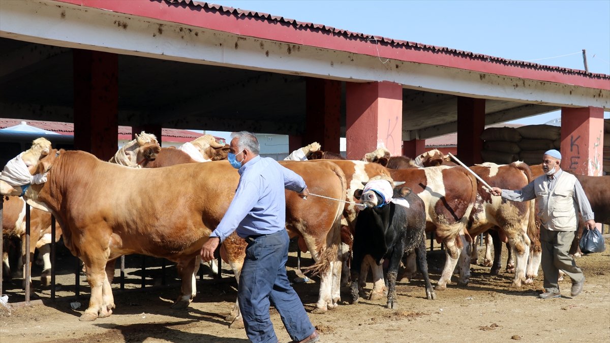 Hayvancılık merkezi Ağrı'dan batı illerine kurbanlık sevkiyatı hız kazandı
