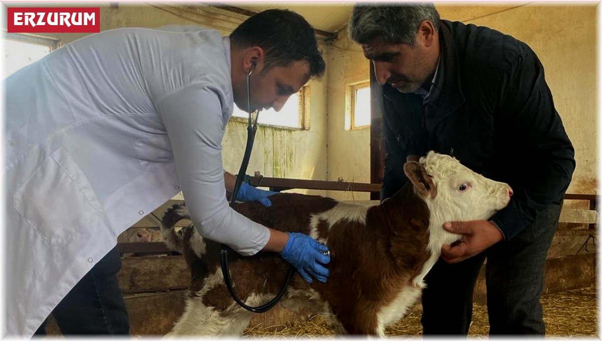 Hayvancılıkta modern teknikler ile buzağı kayıpları azalacak