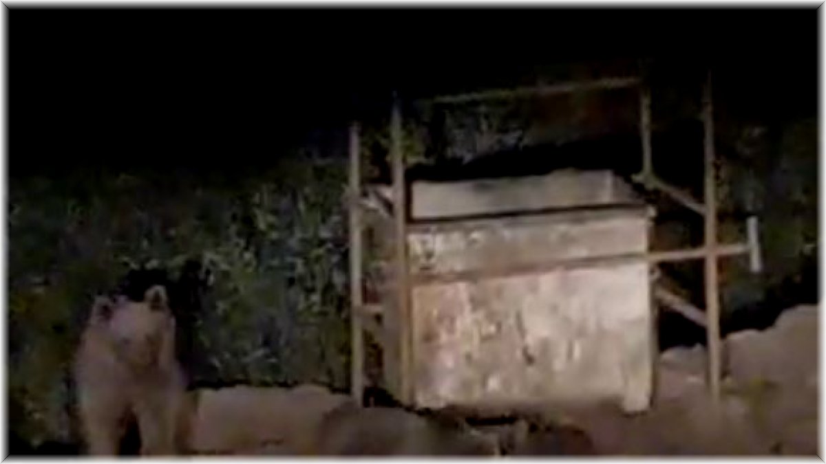 Hayvanlar bu mezbahaneyi mesken tuttu