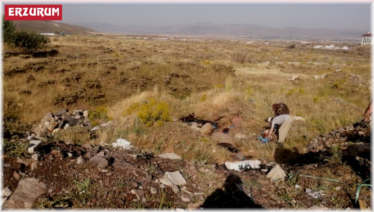 Hayvanlar zifte telef oldu