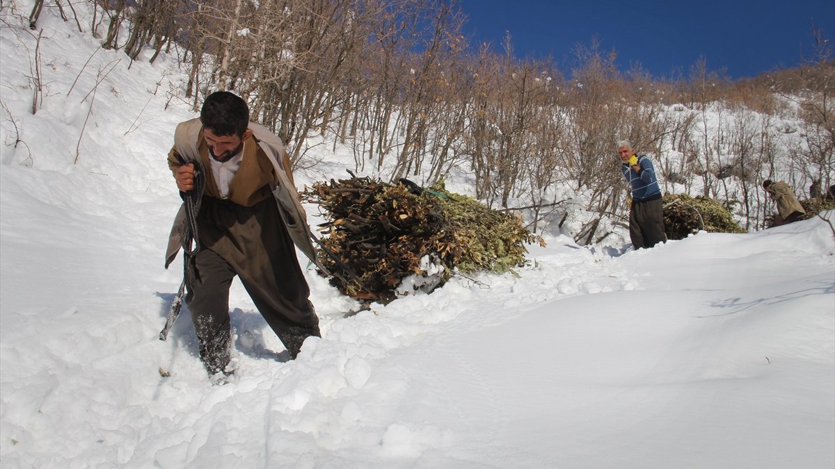 Hayvanları için dondurucu soğukta karlı tepelerden ot taşıyorlar