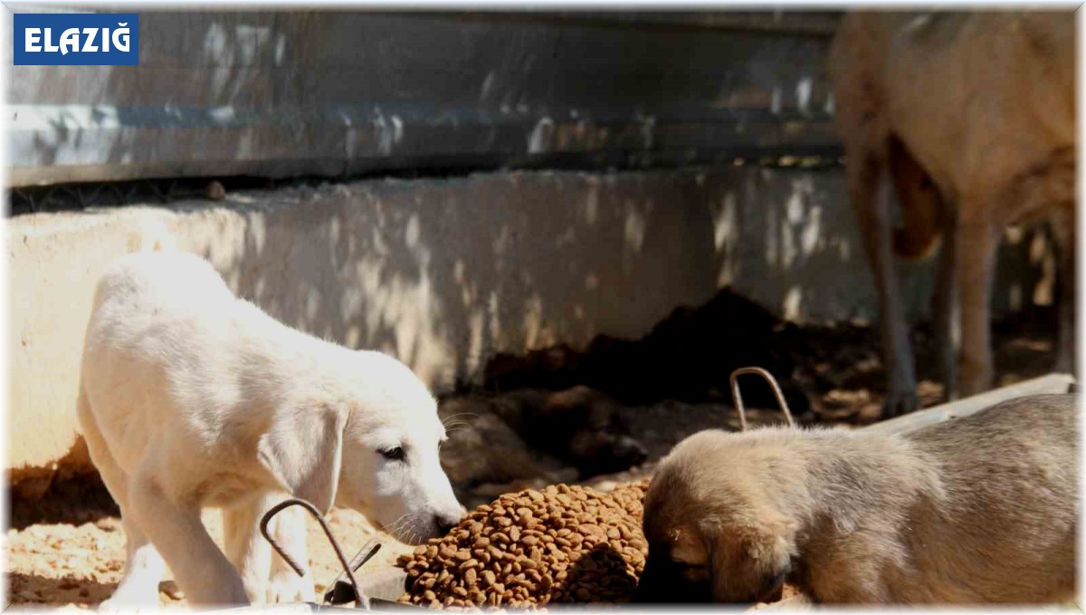 'Hayvanların açlıktan birbirini yediği' iddiası mahkemeden döndü