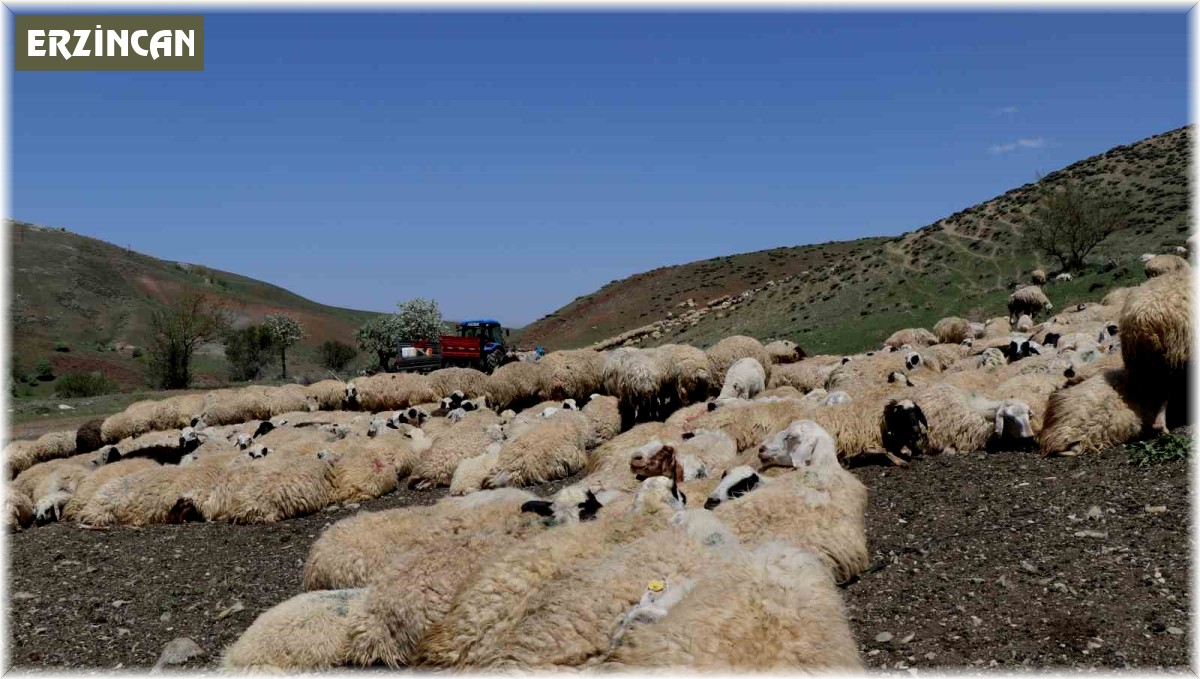 Hayvanların sağlığı için dağları aşıyorlar