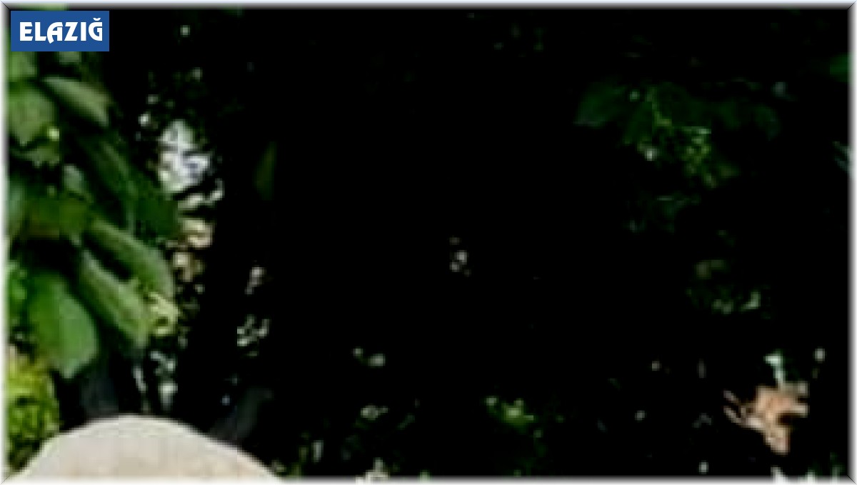 Hayvanlarına bakmaya giden yaşlı adam ölü bulundu