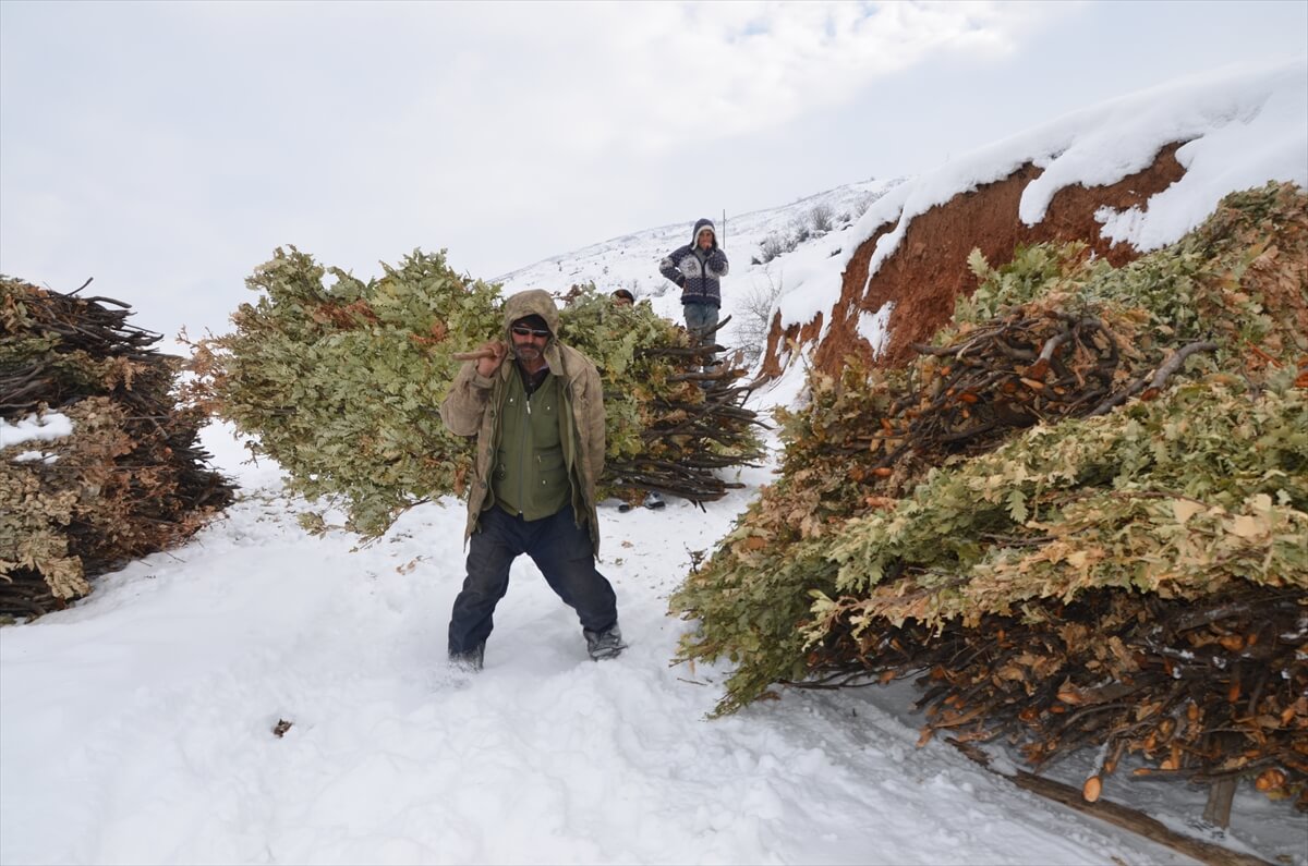 Hayvanlarını beslemek için karlı tepelerden kızakla ot taşıyorlar