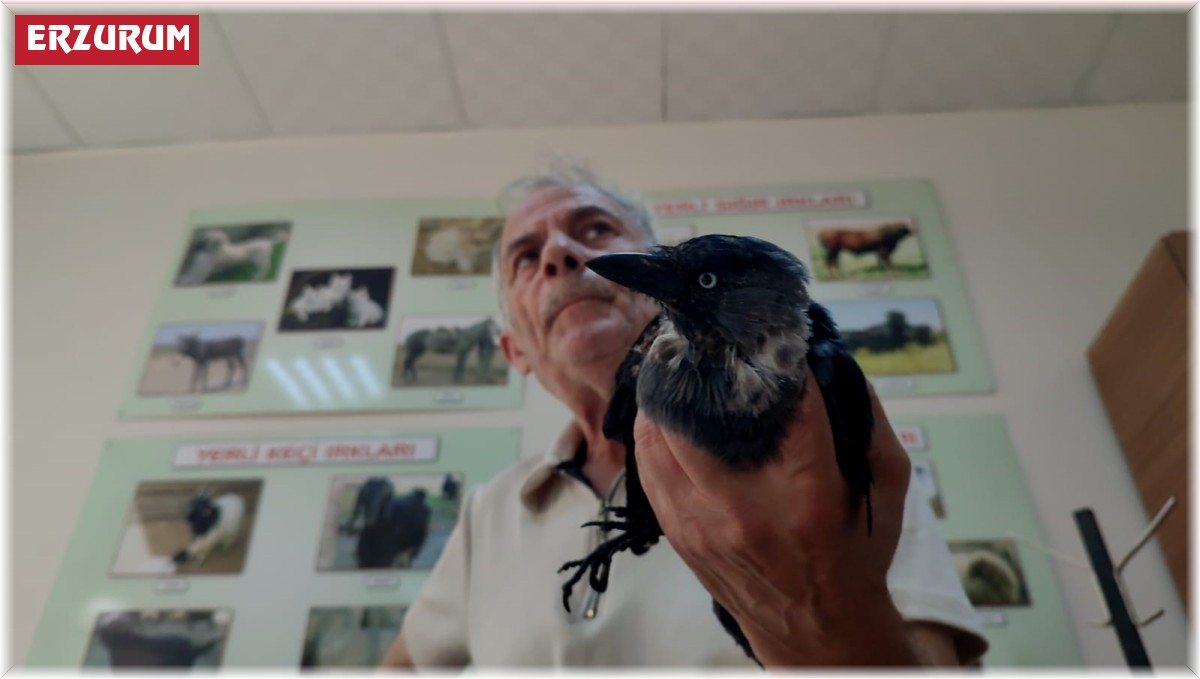 Hayvansever vatandaş yaralı kargaya sahip çıktı