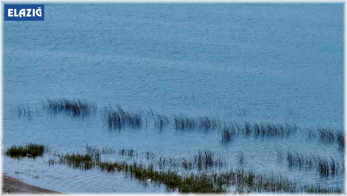 Hazar gölü çevresinde 15 günde 12 ton çöp toplandı