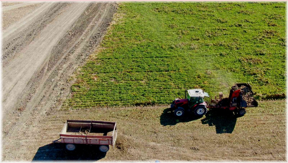 Hedef 550 bin ton pancardan 82 bin ton şeker üretimi