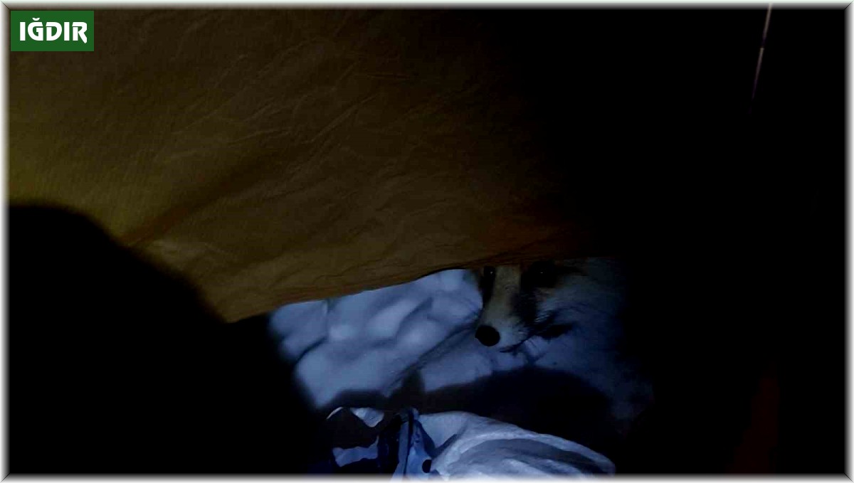 Helvanın kokusunu alan tilki çadıra dadandı