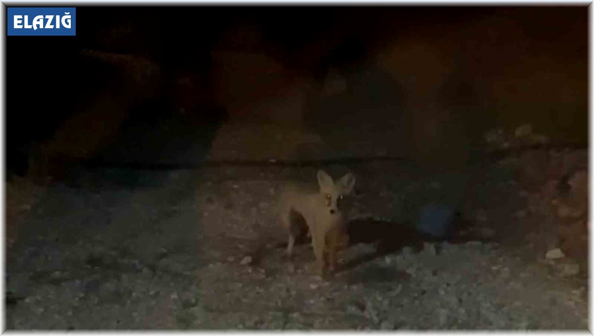 Her akşam evinin bahçesine gelen tilkiyi elleriyle besliyor