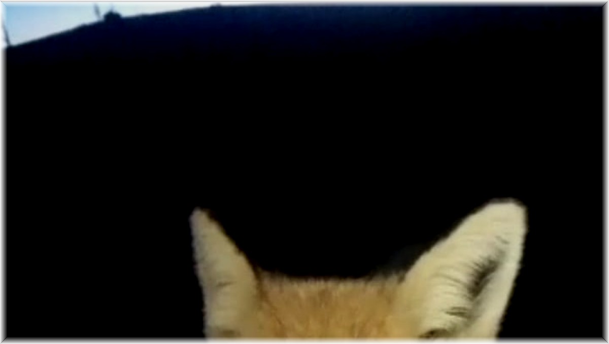 Her gün bakımevine gelen tilkiyi besliyor