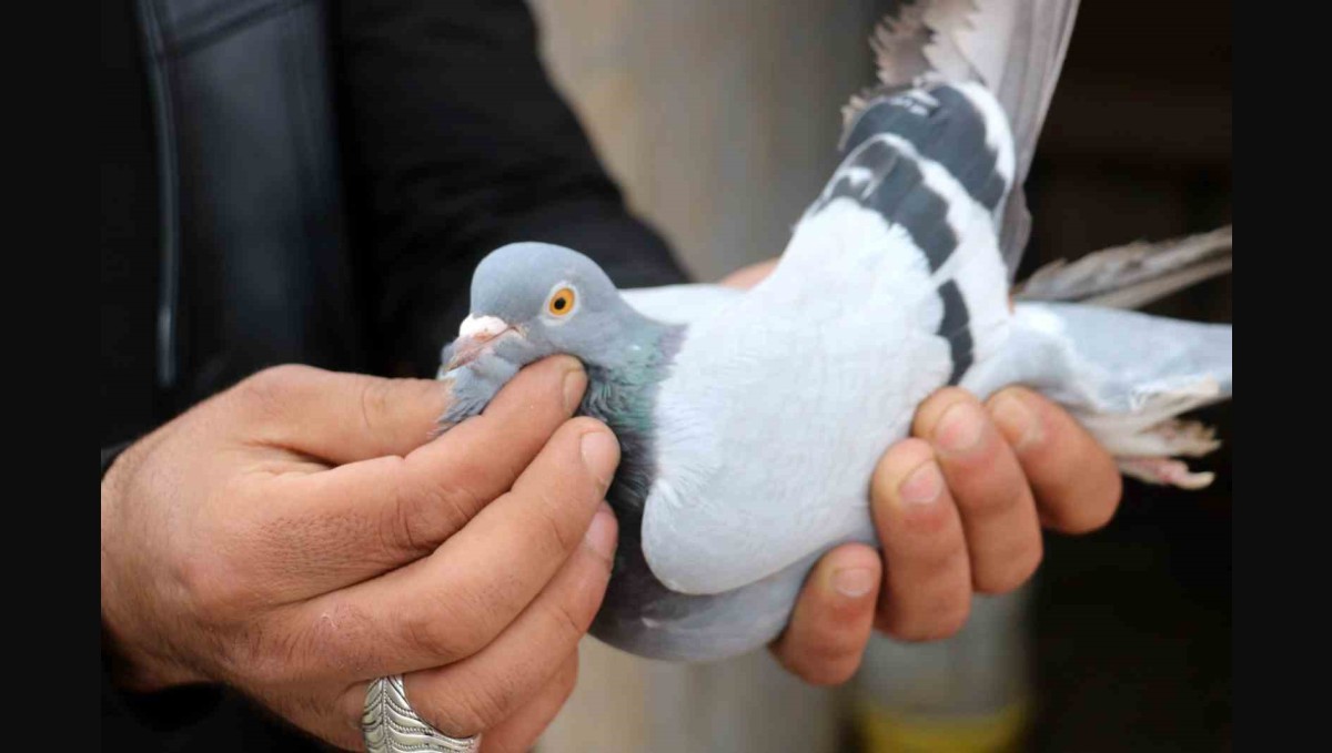 Her gün kümeslerinin başına gelerek kuşlarıyla yakından ilgileniyorlar