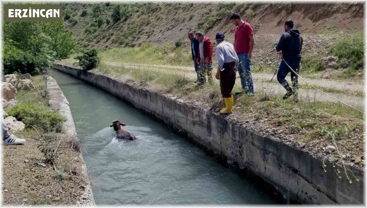 HES kanalına düşen dana uzun uğraşlar sonucu kurtarıldı