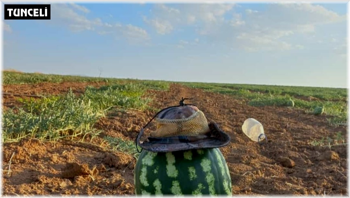 Hıdıroz karpuzu tezgahlardaki yerini aldı, yiyen bir daha alıyor