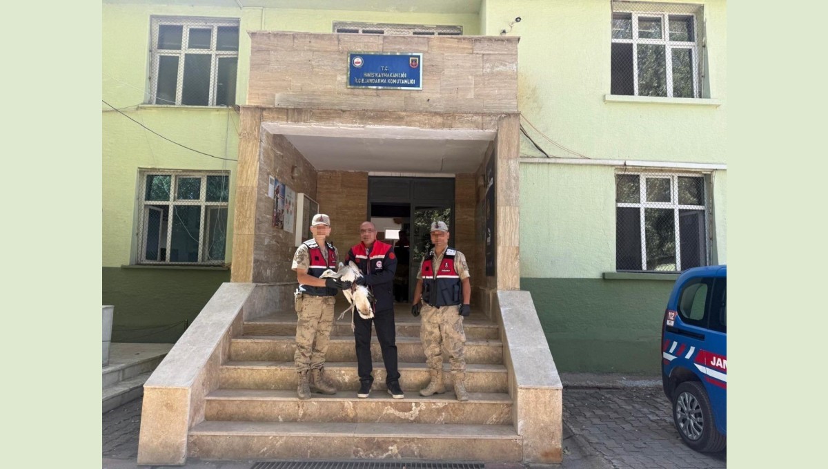 Hınıs'ta Toy kuşu yaralı olarak bulundu