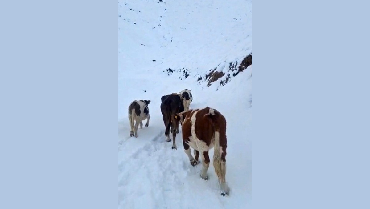 Hizan'da yayladaki hayvanlar kara hazırlıksız yakalandı