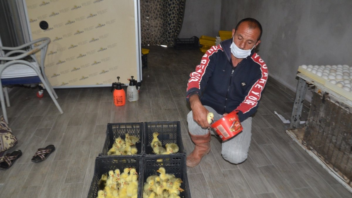 Hollanda'da turizm işini bıraktı Muş'ta kaz yetiştiriciliğine başladı