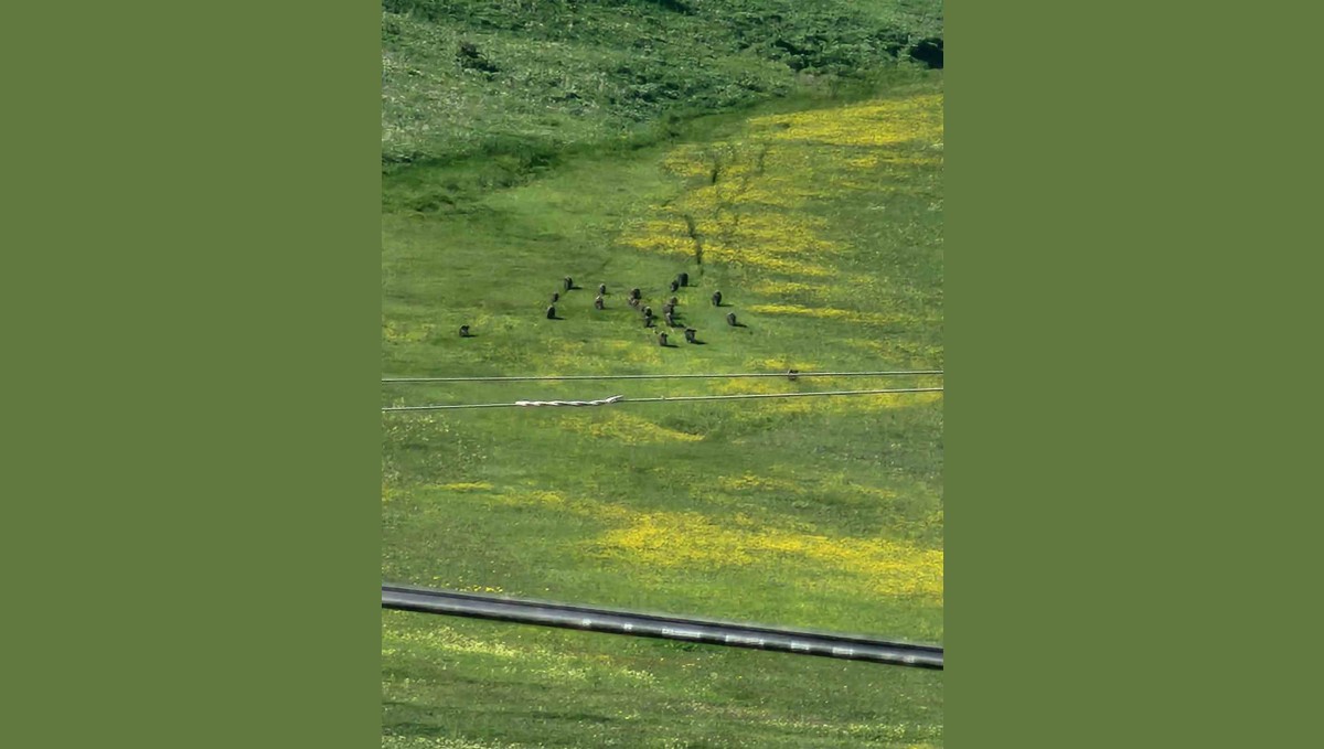 Horasan'da domuz sürüsü görüntülendi