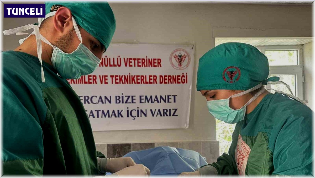 Hozat'ta Sokak hayvanları için çalışma başlatıldı