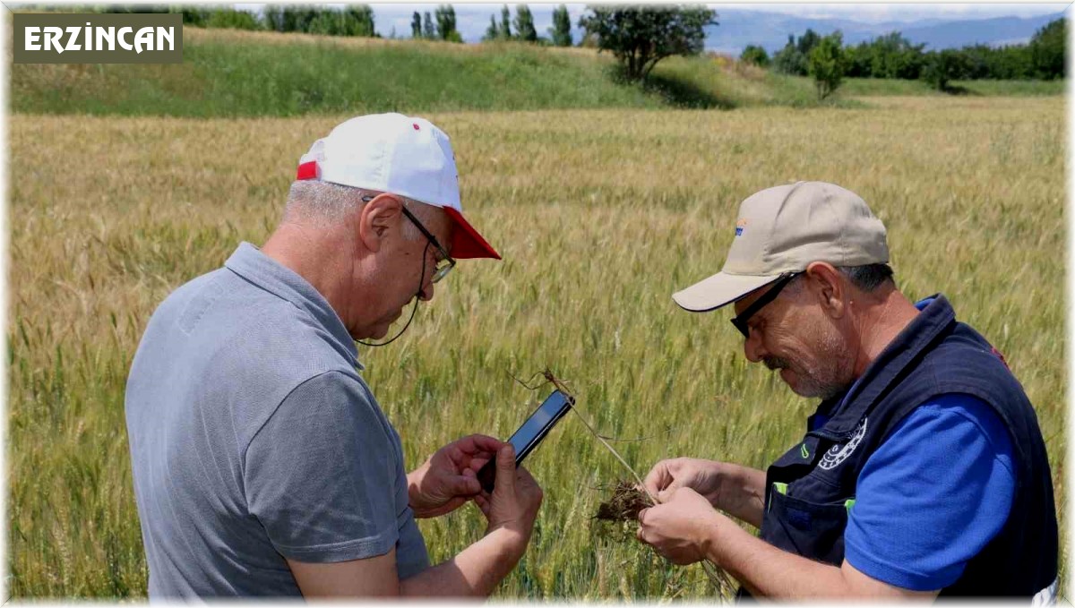 Hububat sahasında canlı yayınlı çözüm